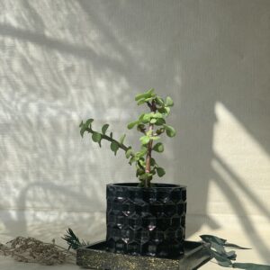 Square Tray With Flower Pot